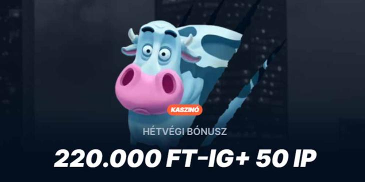 Playzilla Kaszinó hétvégi bónusz – Akár 50 pörgetés