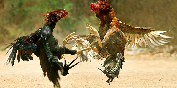 Is Cockfighting Legal? Yes, and You Can Even Bet on Cockfighting!