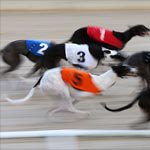 “Savage” Budget Cuts Threaten Irish Greyhound Industry