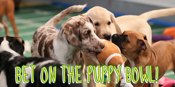 Bet on the Puppy Bowl 2018 Winner: Team Ruff or Team Fluff?