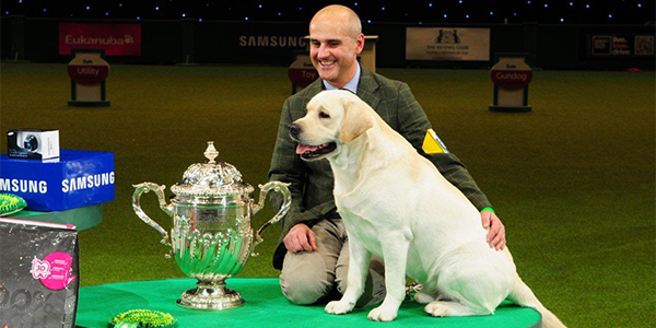 Your Last Chance to Bet on Crufts 2018 Best in Show!