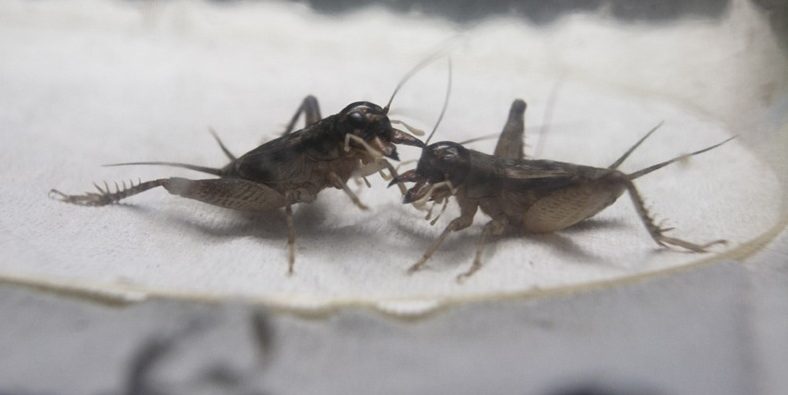 Bug Fights: Betting on Crickets