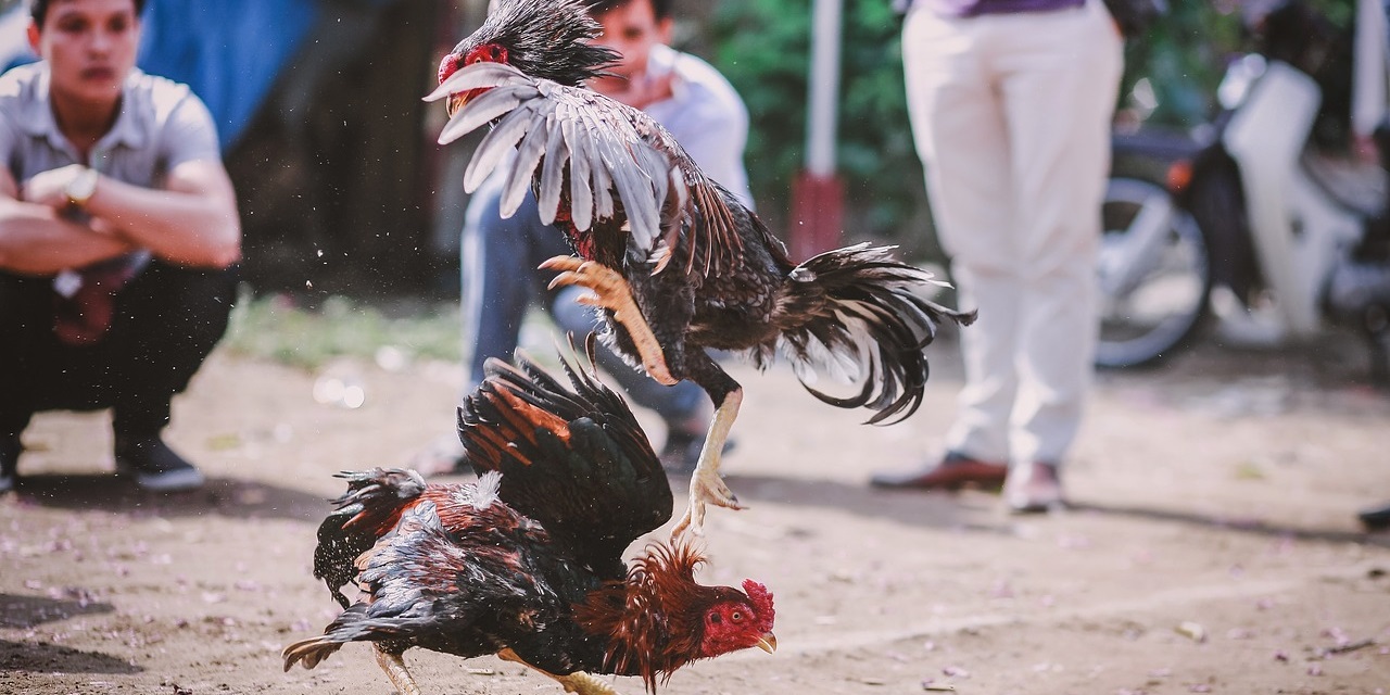 What’s Wrong With Cockfighting?