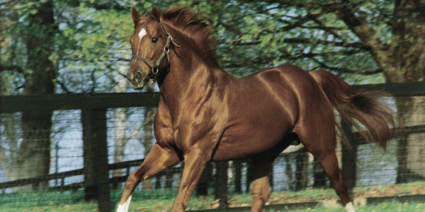 Secretariat the Greatest Racehorse in History