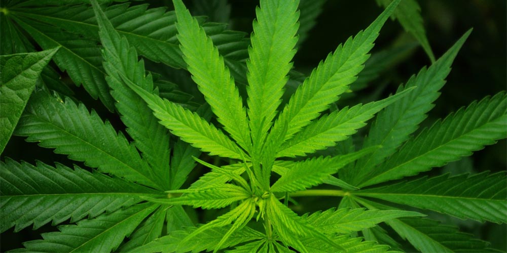 Marijuana legalization Russia odds: Is it really possible?