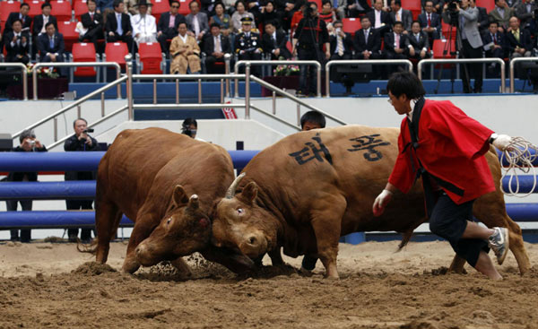 Korean Bullfights: No Bulls are Harmed