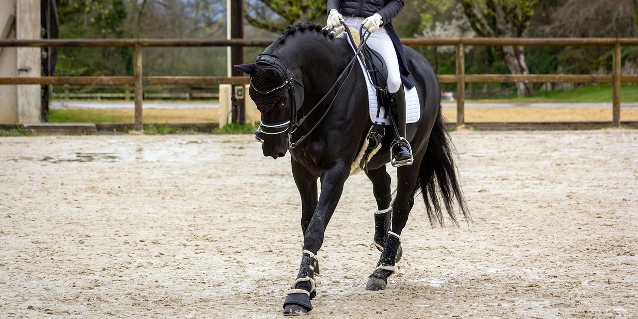 A 7 Step Guide On How To Win Money Betting On Dressage