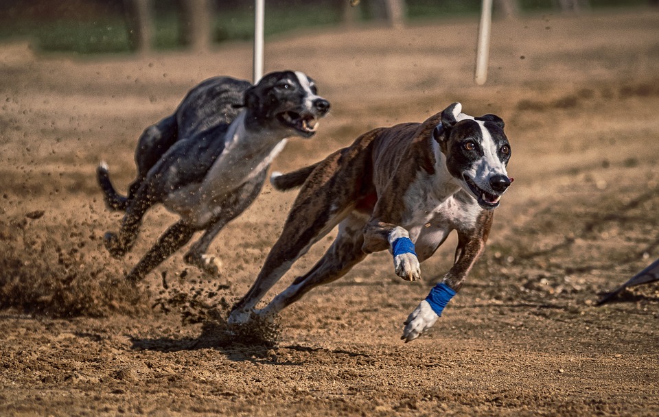 West Virginia Greyhound Racing Faces Extinction