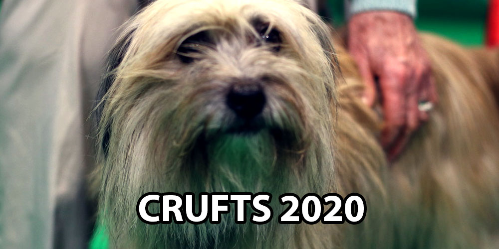In a Barking Mad World Bet on a Terrier to Win Crufts 2020