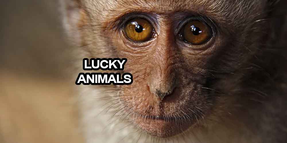 Lucky Animals: Seven of the Luckiest Animals - GamingZion