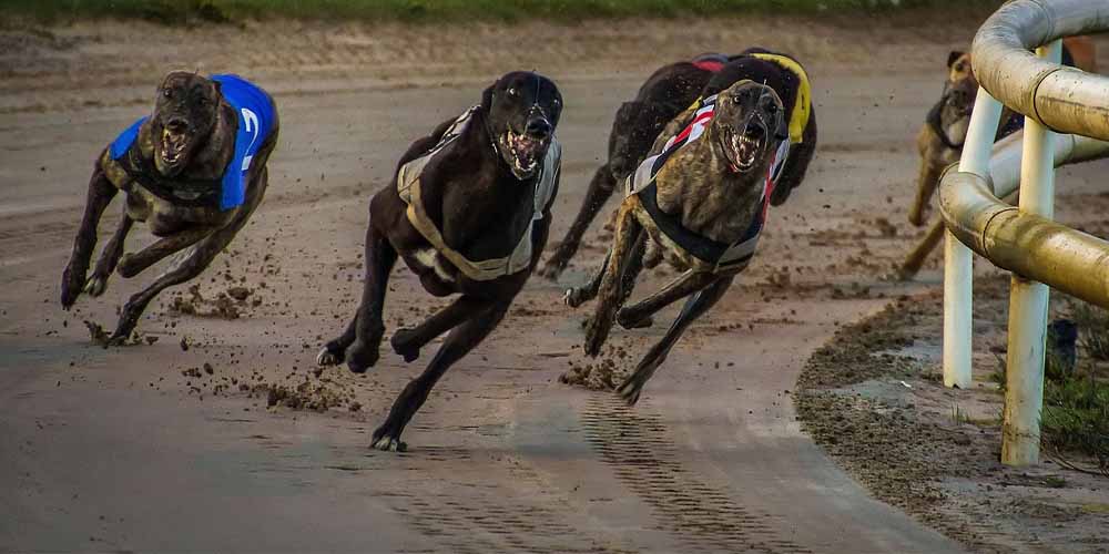These Are the Biggest Greyhound Racing Events
