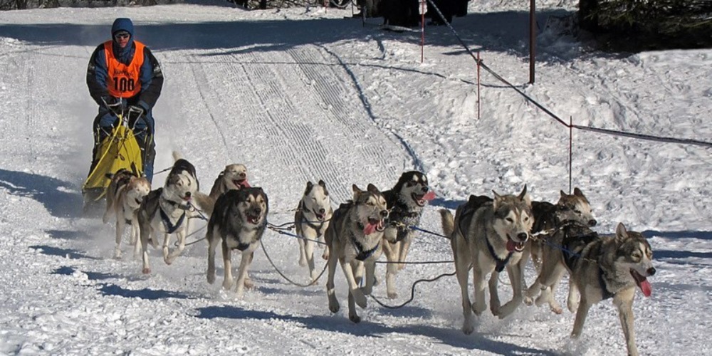 Guide To Betting On Sled Dog Racing – Fast And Furry