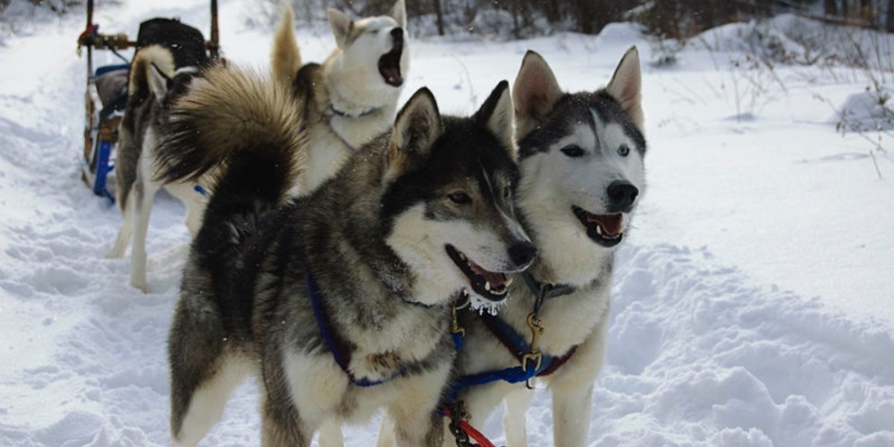 Best Movies About Dog-Sledding Ever Made