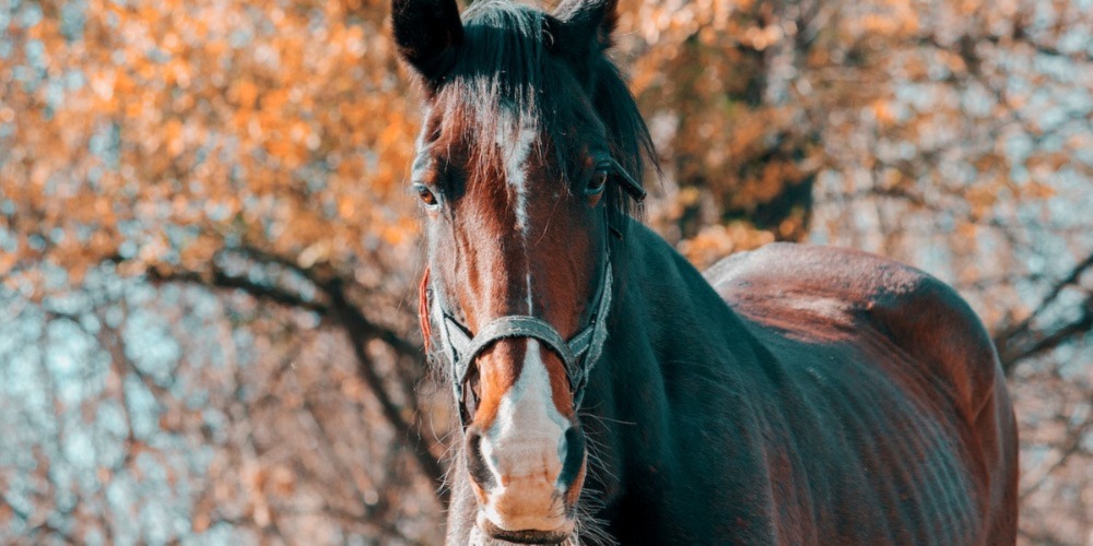 Best Horse Racing Breeds – The Top 7 Horse Breeds