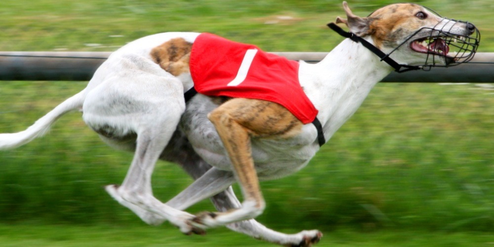 Virtual Greyhound Racing Betting Guide