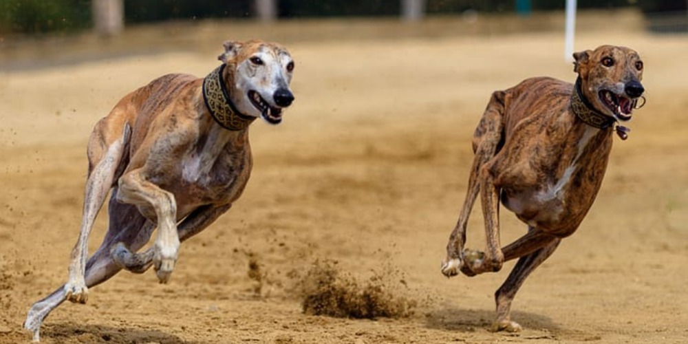 Virtual Greyhound Racing Betting Guide