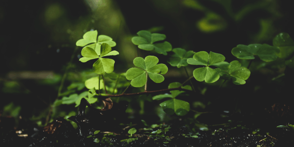 beautiful lucky clovers