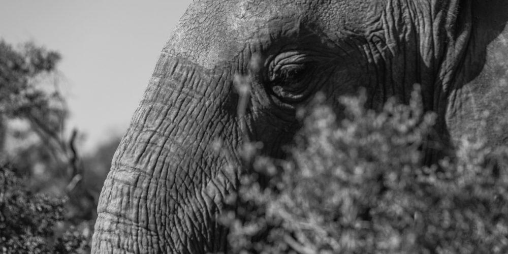 elephant predicting bets