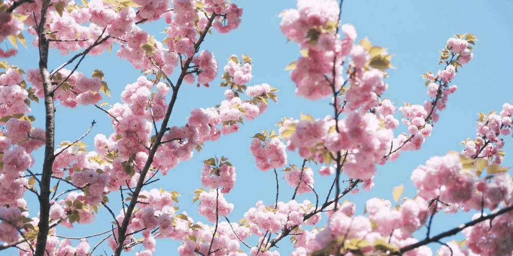 Gambling culture in Japan