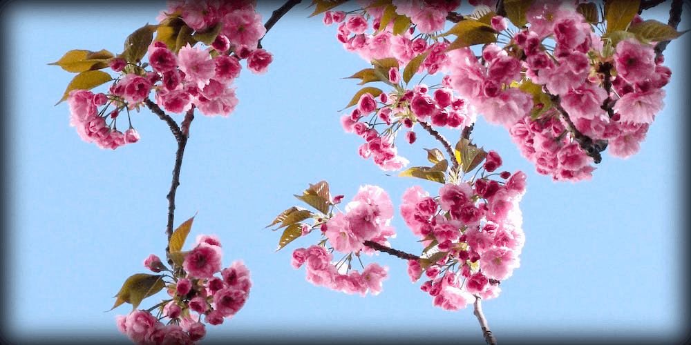 How does the spring blossoms during gambling