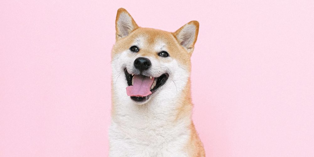 Where to spend dogecoin and shiba