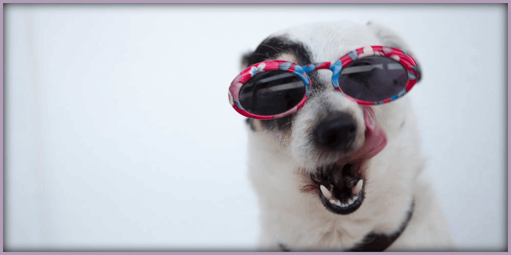 greatest dogs to have as pet