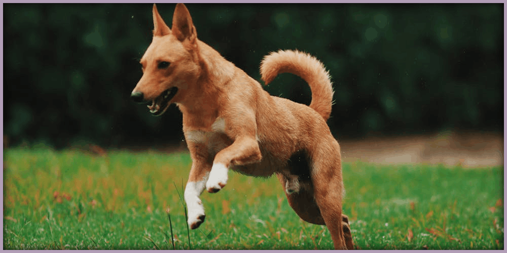 best dogs for the show