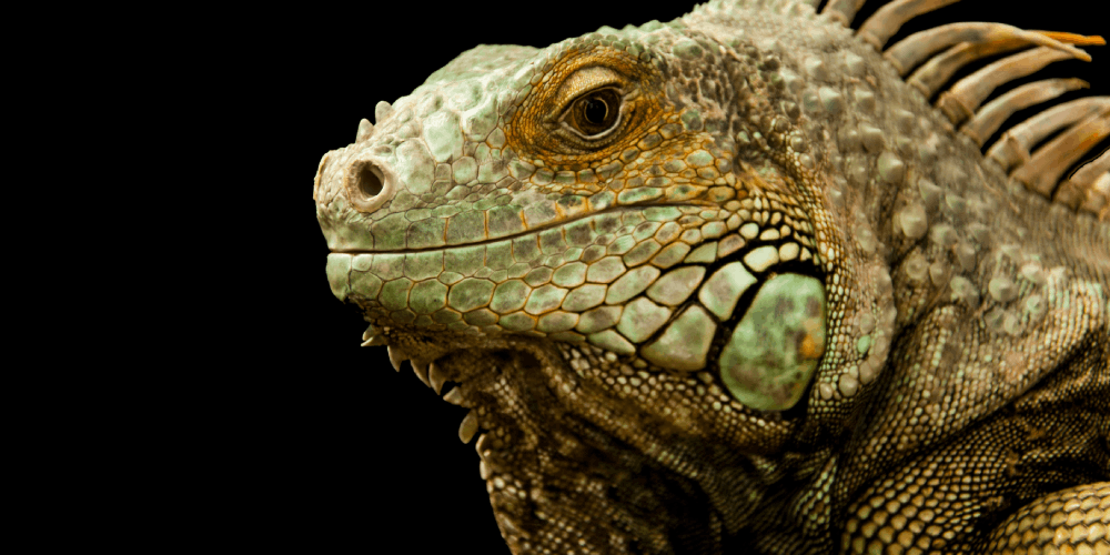 manipulative gambler