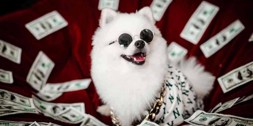 dog after beating a casino