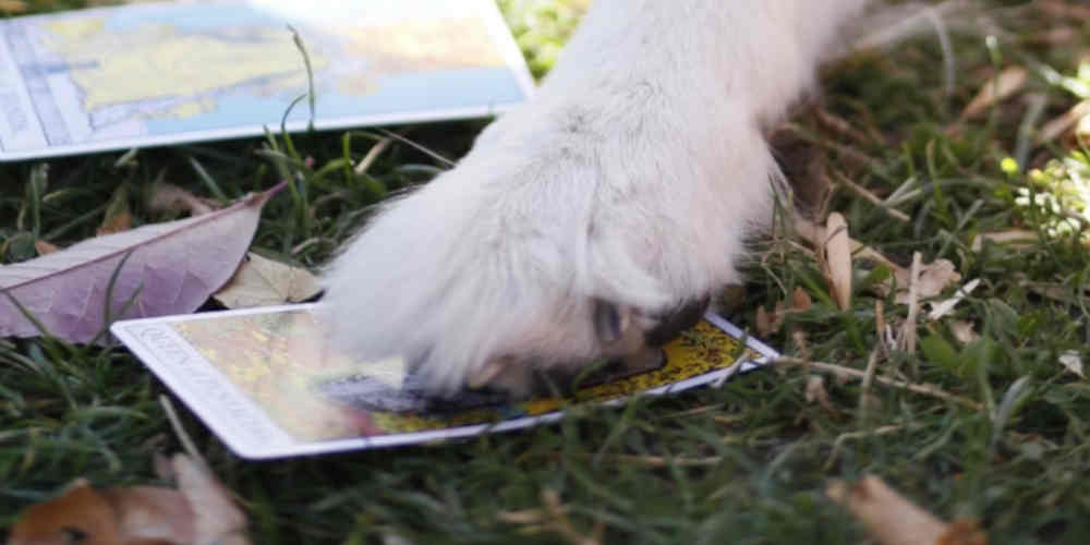 can a dog beat a casino question represented with a paw on a card