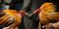 Could You Be Spurred Into A Bet On Cockfighting?