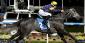 Bet On Chautauqua To Win The Everest; Richest Turf Race Ever