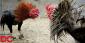 US Authorities Unravel Cock Fighting Scheme in Washington