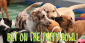 Bet on the Puppy Bowl 2018 Winner: Team Ruff or Team Fluff?