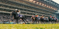 Weekend Japan Cup Betting Odds Offer Up Opportunities Online