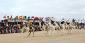 Check Out How To Win At Camel Racing Around The World