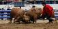 Korean Bullfights: No Bulls are Harmed
