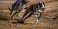 West Virginia Greyhound Racing Faces Extinction