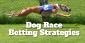 Dog Race Betting Strategies for Pros