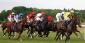 What Are The Best Horse Racing Tips for Beginners?
