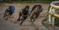 The Best Greyhound Racing Betting Tips You Need to Know