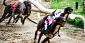 Greyhound Racing Betting Strategies for Beginners