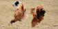 Athletes Involved In Illegal Cockfighting: Why Is This Still A Thing?