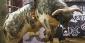 PBR Teams Series Championship 2026 Odds: Bet On Bull Riding