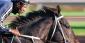 How Wind Conditions and Horse Racing Shape Your Bets