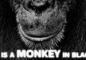 What Is A Monkey In Blackjack? – It Is Definitely Not An Insult!