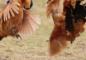 Athletes Involved In Illegal Cockfighting: Why Is This Still A Thing?