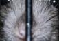 Can the Hantavirus Affect Gambling? – It’s Not Bad To Prepare