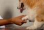 Can a Dog Beat a Casino through Pure Luck or Skill?