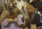 PBR Teams Series Championship 2026 Odds: Bet On Bull Riding